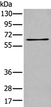 TCF7L1