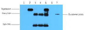 Mouse Monoclonal Antibody to HA-Tag