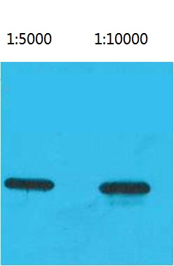 ECFP-Tag