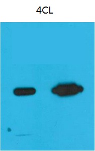 Nano-Tag9