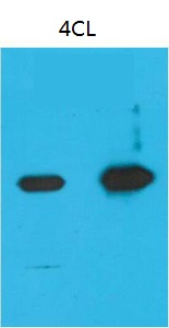 Nano-Tag9