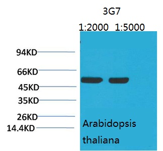 Rubisco (Large Chain)
