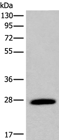 DKKL1