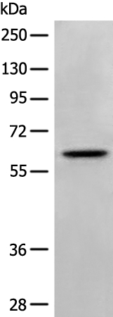 NTNG2