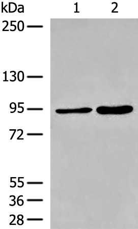 DDHD1