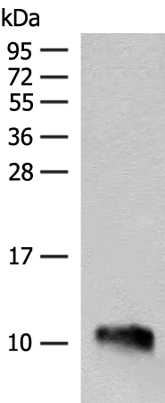 DPY3