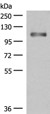 PHF2
