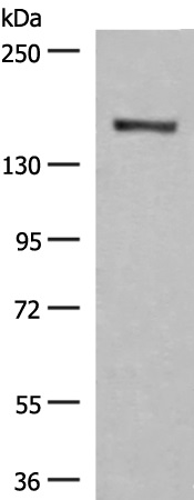 GRSF1