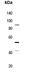 Cadherin 9