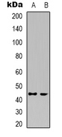 CDK15