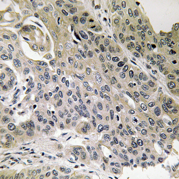 Rabbit Polyclonal Antibody to MRPS7