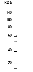 NT5C3
