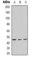 Panopsin