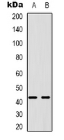 PABPC5
