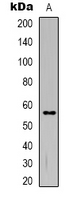 TMEM145