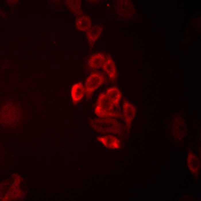 Rabbit Polyclonal Antibody to FAM11A