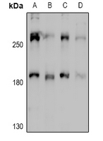 MYO1