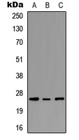PEX11G