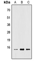 RPL22