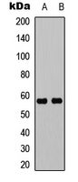 UBXN11
