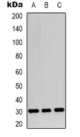 Apolipoprotein O-Like