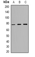 ZNF7