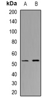CHST9
