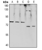 RPAP2