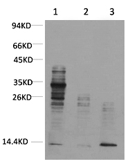 Acetyl Lysine