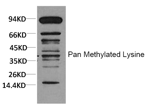 Pan Methylated Lysine