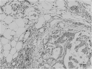 Mouse Monoclonal Antibody to Pan Methylated Lysine