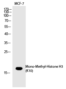 Histone H3 (Mono-Methyl-Lys10)