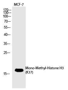 Histone H3 (Mono-Methyl-Lys37)