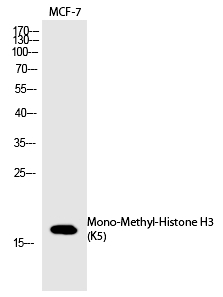Histone H3 (Mono-Methyl-Lys5)