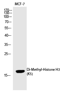 Histone H3 (Di-Methyl-Lys5)