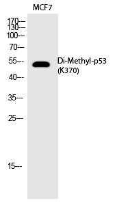 p53 (Di-Methyl-Lys370)
