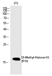Histone H3 (Di-Methyl-Lys10)