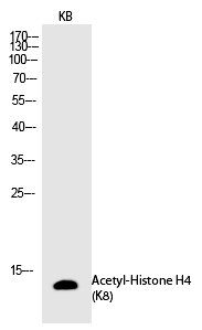 Histone H4 (Acetyl-Lys8)