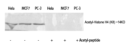 Rabbit Polyclonal Antibody to Histone H4 (Acetyl-Lys8)