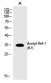 Ref-1 (Acetyl-Lys7)