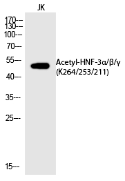HNF-3α/β/γ (Acetyl-Lys264/253/211)