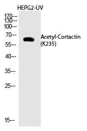 Cortactin (Acetyl-Lys235)