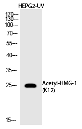 HMG-1 (Acetyl-Lys12)