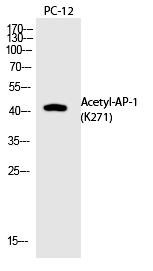 AP-1 (Acetyl-Lys271)
