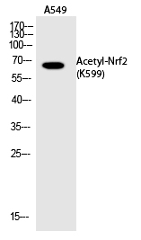 Nrf2 (Acetyl-Lys599)