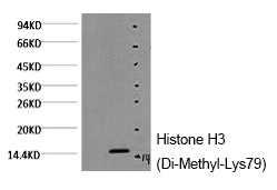 Histone H3 (Di-Methyl-Lys79)