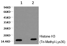 Histone H3 (Tri-Methyl-Lys36)