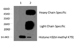 Mouse Monoclonal Antibody to Histone H3 (Tri-Methyl-Lys79)