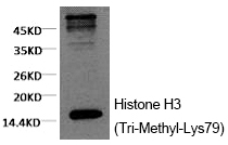 Histone H3 (Tri-Methyl-Lys79)