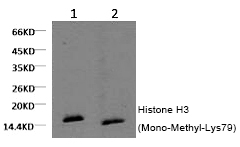 Histone H3 (Mono-Methyl-Lys79)